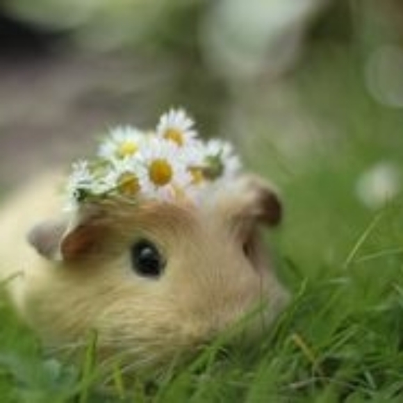 daisycavy